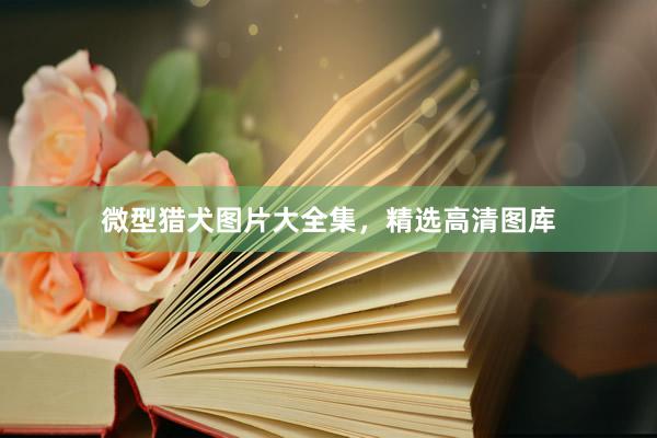 微型猎犬图片大全集，精选高清图库